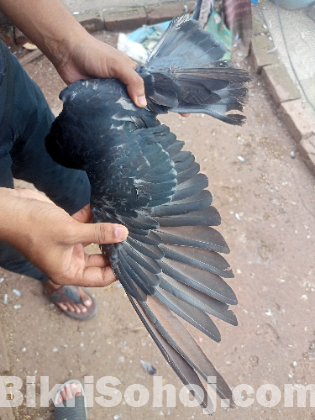 Pigeon for sell